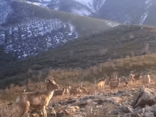 Кадр из видео