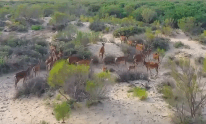 Кадр: Всемирный фонд дикой природы
