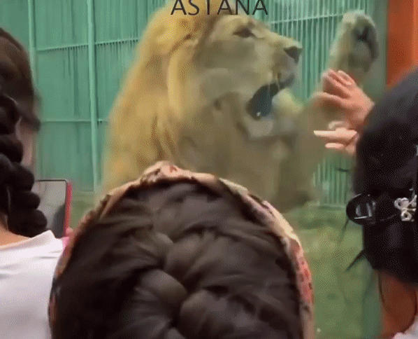 Gif - изображение