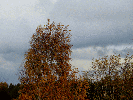 Gif - изображение