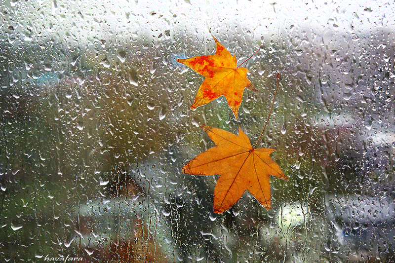 Gif - изображение