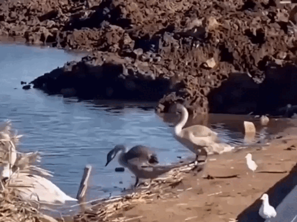 Кадр из видео