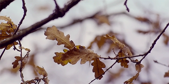 Gif - изображение